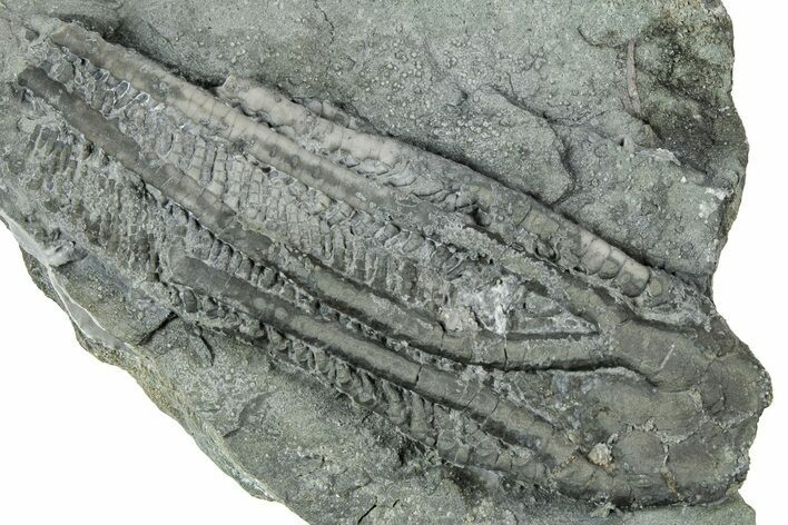 Fossil Crinoid (Histocrinus) - Crawfordsville, Indiana #326410